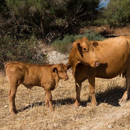 Agroturismo Can Feliu Porreres Εξωτερικό φωτογραφία