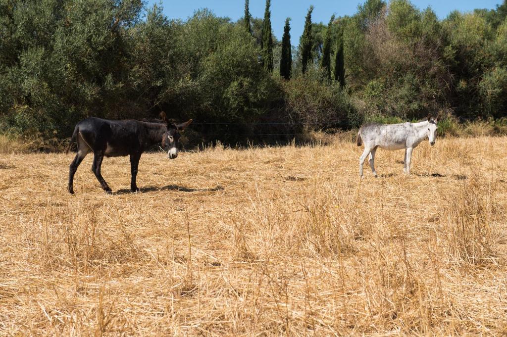 Agroturismo Can Feliu Porreres Εξωτερικό φωτογραφία