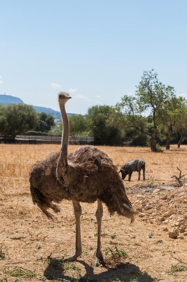 Agroturismo Can Feliu Porreres Εξωτερικό φωτογραφία
